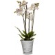 Orkide Vase