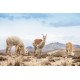 Plaider af Alpaca uld, 130x200cm