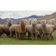 Plaider af Alpaca uld, 130x200cm