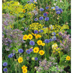 Blomsterfrø | Vilde danske blomsterfrø 500A154