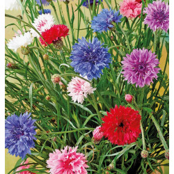 Blomsterfrø | kornblomster frø