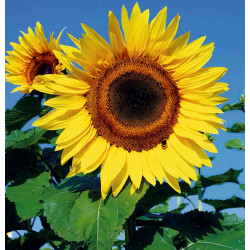 Blomsterfrø | Solsikke blomsterfrø 43420A154