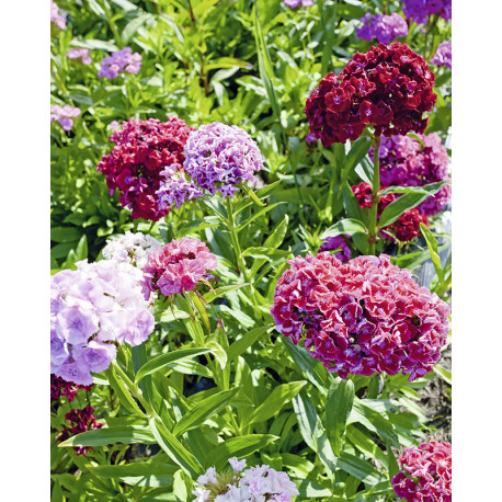 Blomsterfrø | Vilde danske blomsterfrø 500A154