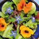 Blomsterfrø | Vilde danske blomsterfrø 500A154