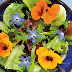 Blomsterfrø | Vilde danske blomsterfrø 500A154