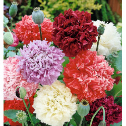 Blomsterfrø | Vilde danske blomsterfrø 500A154