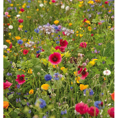 Blomsterfrø | Vilde danske blomsterfrø 500A154