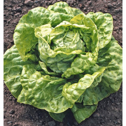 Salatfrø. Køb salatfrø med logo